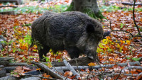 prase wild-boar-6755402 1280